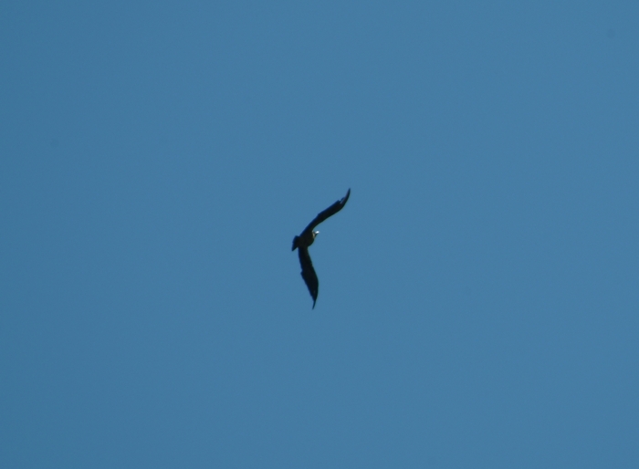 uccelli P. N. d''Abruzzo